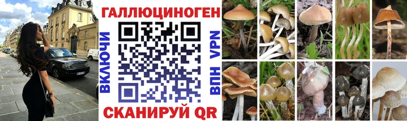 Купить где  Рыбинск  Псилоцибиновые грибы GOLDEN TEACHER 